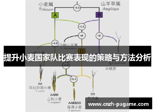 提升小麦国家队比赛表现的策略与方法分析